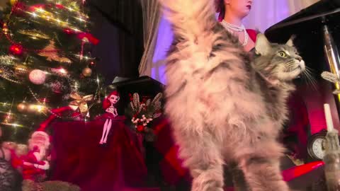 missAsmodeus online show from December 24, 2024, 9:00 pm