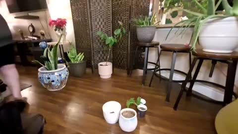 Bhadbarbie online show from January 21, 2025, 12:39 pm