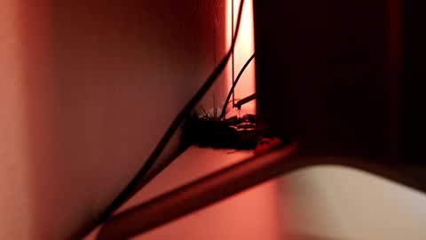 Snapshot of mrstenderbeast chatting on March 1, 2025, 6:11 pm YOUR OWNER online show from March 1, 2025, 6:11 pm