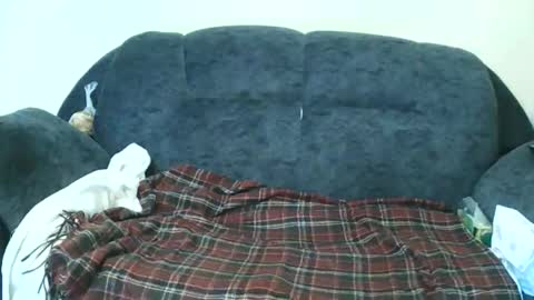 Snapshot of nastylily1 chatting on January 17, 2026, 7:02 am nastylily1 online show from January 17, 2026, 7:02 am