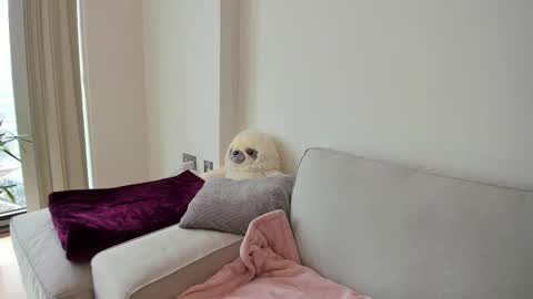 Snapshot of naughtynerdygirl chatting on February 19, 2025, 3:05 pm Gigi Chu online show from February 19, 2025, 3:05 pm