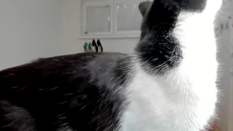 Snapshot of naughtysabine1 chatting on February 6, 2025, 9:53 am naughtysabine1 online show from February 6, 2025, 9:53 am