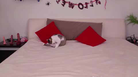 Snapshot of nerys__murrr chatting on November 3, 2025, 1:08 am Belle online show from November 3, 2025, 1:08 am