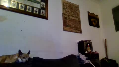 Snapshot of niceozziecockxxx chatting on February 13, 2025, 10:00 pm Sexiishaine online show from February 13, 2025, 10:00 pm