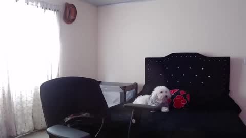 Snapshot of nicoletta_c66 chatting on November 20, 2025, 8:08 pm Nicole online show from November 20, 2025, 8:08 pm