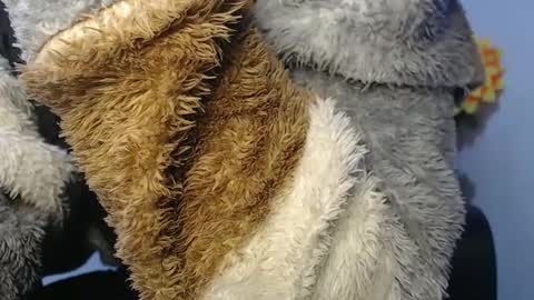 Snapshot of noah_miller7 chatting on January 23, 2025, 7:11 am Noah Millers online show from January 23, 2025, 7:11 am