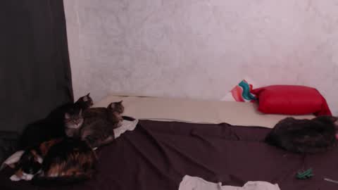 Olivia online show from February 4, 2026, 3:12 am