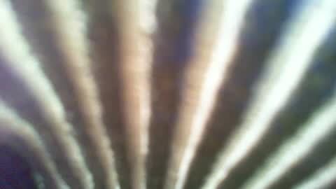 ontgrown online show from January 6, 2025, 7:13 pm