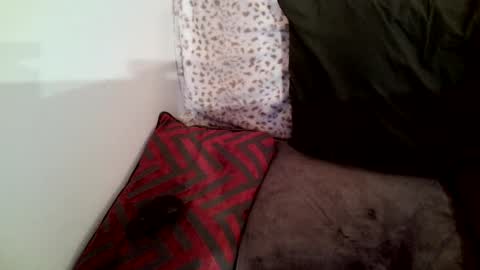 Snapshot of parlay0028 chatting on January 29, 2025, 2:30 am Parlay tellio online show from January 29, 2025, 2:30 am