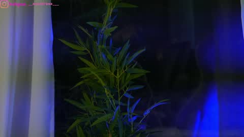 Snapshot of perfectt33n chatting on January 25, 2025, 12:37 pm Dee online show from January 25, 2025, 12:37 pm