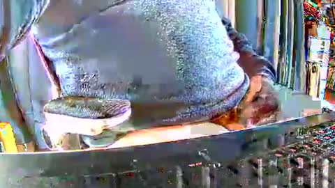 Gabu online show from December 15, 2025, 9:46 am