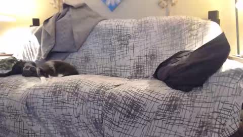 puff0169 online show from February 12, 2026, 7:25 am