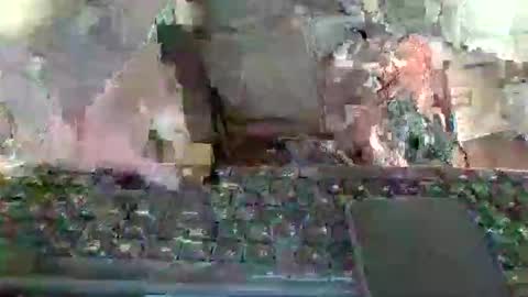 pup_y online show from January 12, 2026, 1:16 pm