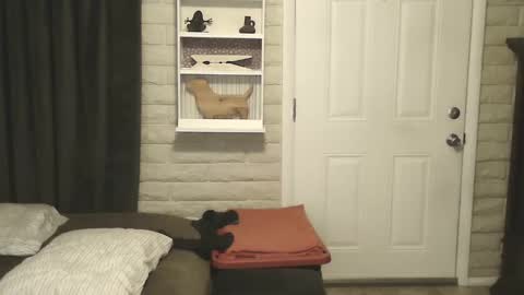 roinaz online show from January 25, 2025, 6:55 am