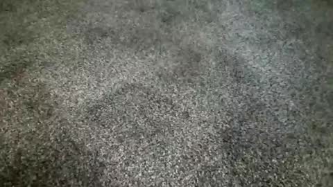 rokard121 online show from March 4, 2025, 4:41 pm