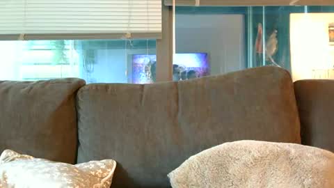 Snapshot of sebroyce chatting on June 14, 2026, 12:41 am Sebastian Royce online show from June 14, 2026, 12:41 am