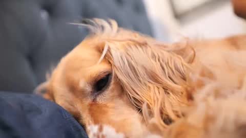 senssual_goddess online show from October 7, 2025, 4:37 pm