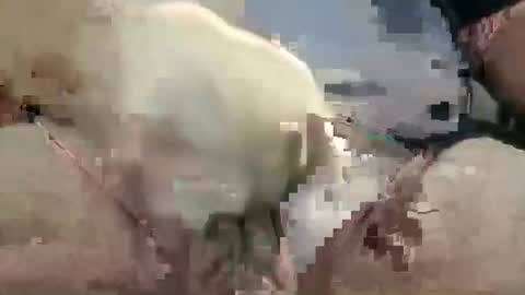 showsme online show from October 28, 2025, 10:52 am