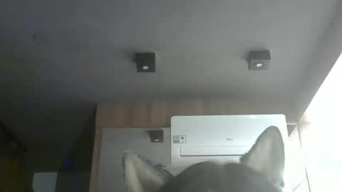 skinnykittencam online show from February 4, 2026, 12:38 am