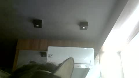 Snapshot of skinnykittencam chatting on May 31, 2026, 8:21 pm skinnykittencam online show from May 31, 2026, 8:21 pm