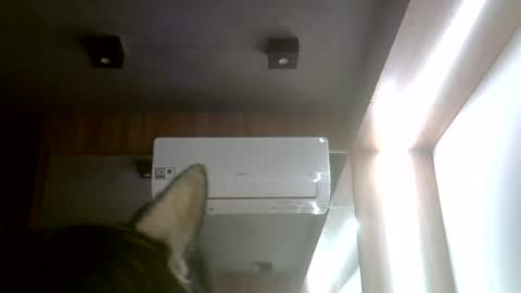 skinnykittencam online show from July 20, 2026, 11:45 am