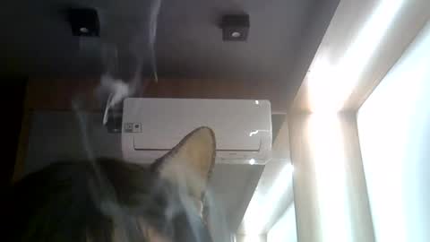 skinnykittencam online show from July 22, 2026, 2:09 pm