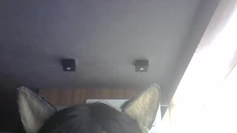skinnykittencam online show from July 31, 2026, 3:39 am