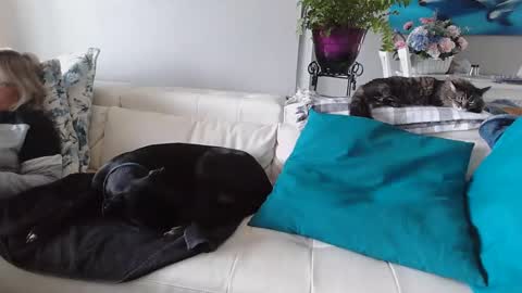 Snapshot of smallpenisbigtongue chatting on January 6, 2025, 5:16 pm Daddy online show from January 6, 2025, 5:16 pm