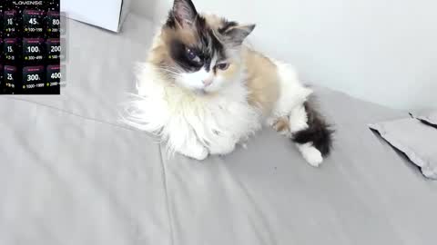 Snapshot of sophiebaker__ chatting on February 3, 2026, 2:10 am sophiebaker__ online show from February 3, 2026, 2:10 am