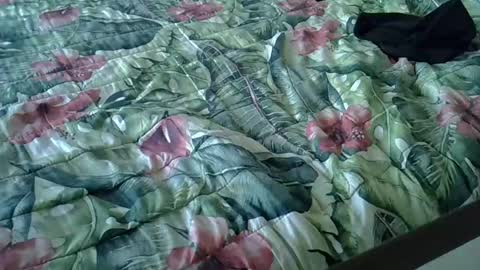 Snapshot of stel7621 chatting on January 15, 2025, 3:39 pm Rocco-load online show from January 15, 2025, 3:39 pm