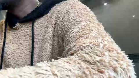 Snapshot of sugarcockydaa chatting on January 22, 2025, 10:29 am sugarcockydaa online show from January 22, 2025, 10:29 am