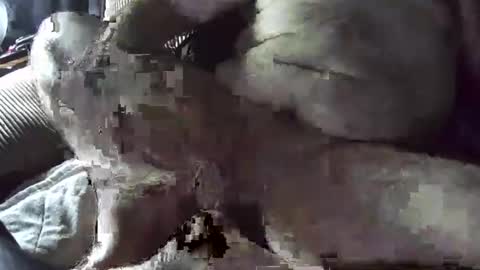 tacozod online show from January 2, 2025, 10:33 pm