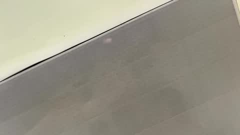 Snapshot of talianavega chatting on November 1, 2025, 3:36 pm tali online show from November 1, 2025, 3:36 pm