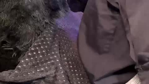 Snapshot of tattooman777 chatting on December 15, 2025, 11:47 am Jean pool online show from December 15, 2025, 11:47 am