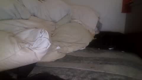 Snapshot of tellias1 chatting on September 15, 2025, 10:37 am tellias online show from September 15, 2025, 10:37 am