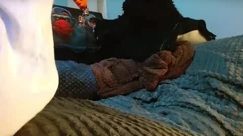 Snapshot of the_anfitrion69 chatting on April 10, 2026, 12:38 am GIORGGIO online show from April 10, 2026, 12:38 am