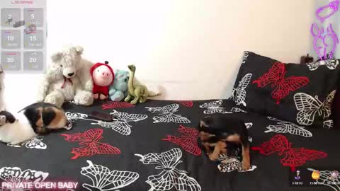 Snapshot of tina_n_charlie chatting on October 21, 2025, 12:06 pm Tina N Charlie online show from October 21, 2025, 12:06 pm