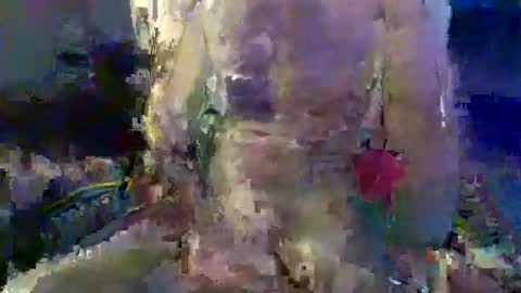 Snapshot of trevorreinson chatting on November 18, 2025, 1:37 pm Trevor Reinson online show from November 18, 2025, 1:37 pm