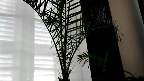 Snapshot of uncutlover1000 chatting on October 2, 2025, 7:04 am patricia online show from October 2, 2025, 7:04 am