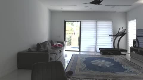 VelvetTGirl online show from February 21, 2026, 3:24 pm