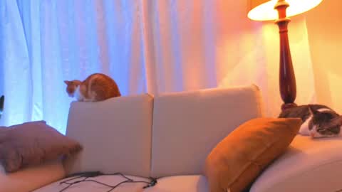 VIOLET  online show from June 15, 2026, 2:25 am