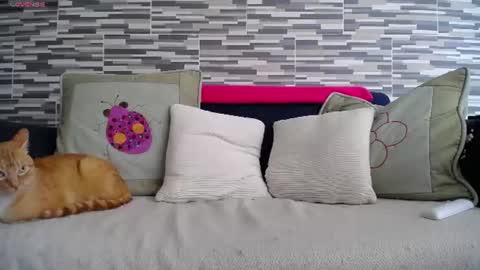 Violeta Gmez online show from July 7, 2026, 4:11 pm
