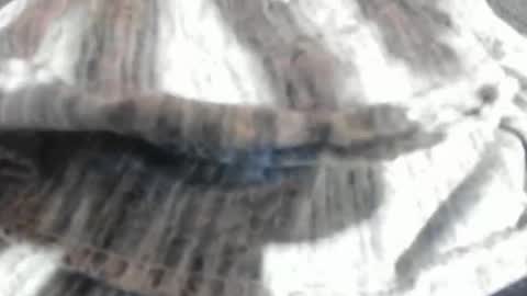 Virgowithabig online show from March 23, 2026, 11:25 am