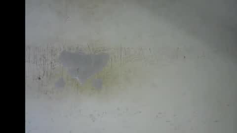 Snapshot of wet_pussy200 chatting on January 12, 2026, 7:19 pm Bella online show from January 12, 2026, 7:19 pm