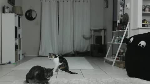 Snapshot of wrenleigh chatting on January 12, 2025, 4:42 am Crystal Lake online show from January 12, 2025, 4:42 am