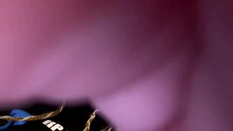 zapxxx69 online show from March 16, 2026, 6:28 am