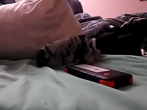 Blkstylion online show from December 5, 2025, 2:47 pm