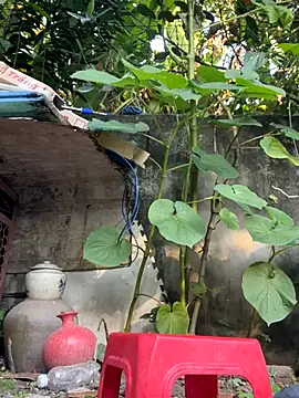   Saphia   online show from November 27, 2025, 12:35 am