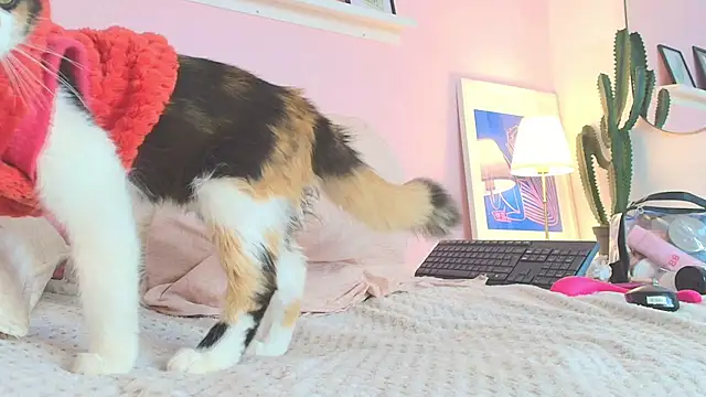 MARAFOX69 online show from February 25, 2025, 8:36 am