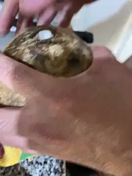 Snapshot of FlorBich chatting on December 8, 2024, 11:08 pm FlorBich online show from December 8, 2024, 11:08 pm